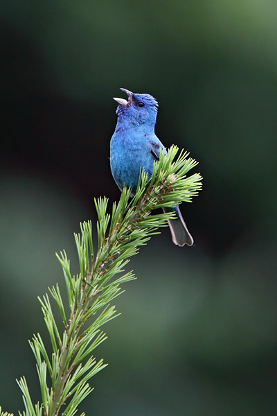 Indigo Bunting © Russ Chantler